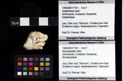 Foto (Objket + Etiketten) von Mundopsidae indet. 